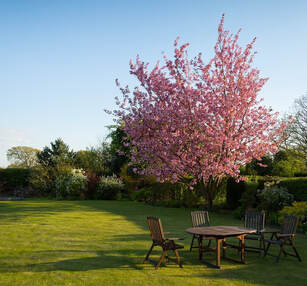 pink, flowering tree in a lawn